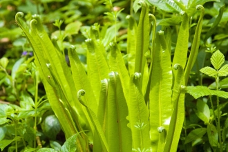 Hart's tongue fern