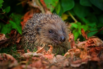 A hedgehog in leaves 