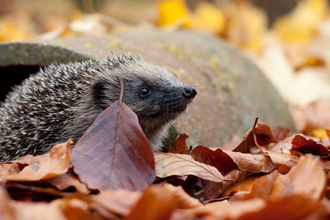 Hedgehog in autumn leaves (captive, rescue animal)