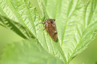 A horned treehopper sat on a leaf. It's a brown bug with two horns rising from the pronotum, which also extends back along the body in a wavy spine