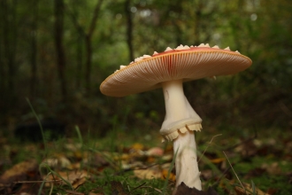 A fly agaric (Amanita muscaria) Hertfordshire, UK