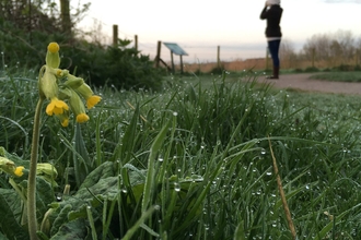 Cowslip and dew-soaked grass as a woman is birdwatching at Idle Valley Nature Reserve