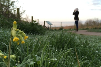 Cowslip and dew-soaked grass as a woman is birdwatching at Idle Valley Nature Reserve Nottinghamshire Wildlife Trust