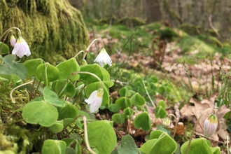 Wood sorrel growing from moss in a wooded valley