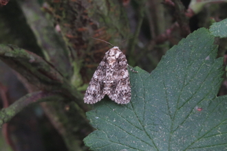 a knot grass moth rests on a leaf, showing the distinctive white markings that identify the species