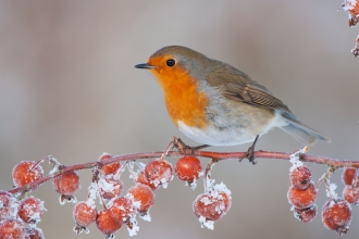 Robin (Erithacus rubecula) adult perched on crab apples in winter, Scotland, UK 