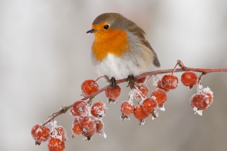 Robin (Erithacus rubecula) adult perched on crab apples in winter, Scotland, UK - Mark Hamblin/2020VISION