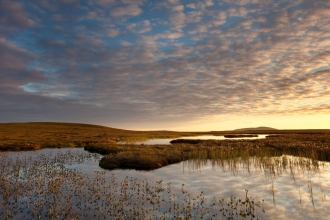 Bogbean Menyanthes trifoliata, growing in pool on bog peatland at dawn, Flow Country, Scotland, June