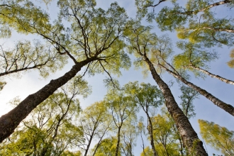 Silver birch woodland (Betula pendula) in spring, Craigellachie NNR, Cairngorms National Park, Scotland, UK - Mark Hamblin/2020VISION