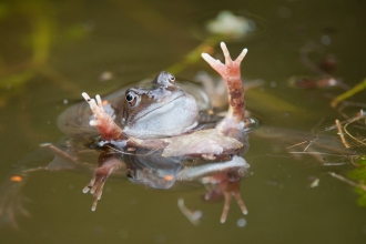 Common Frog in pond