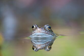 Common frog (Rana temporaria) in garden pond in spring, Warwickshire, UK