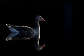 Greylag goose (Anser anser) adult on water, Scotland, May - Mark Hamblin/2020VISION