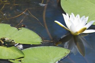 Marsh frog and water lily