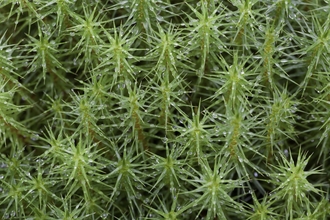 Common haircap moss growing en-masse