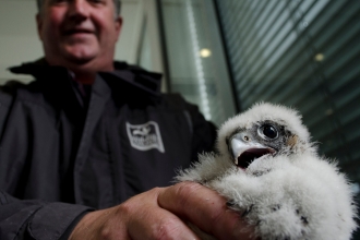 Peregrine chick (NTU) by Jack Perks