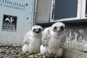 Peregrine chicks (NTU)