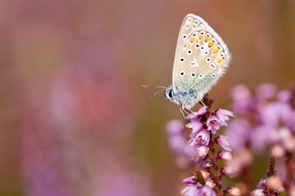 Common blue butterfly {Polyommatus icarus}, resting on flowering heather, Arne (RSPB) Nature Reserve, Dorset, UK. September 2011.