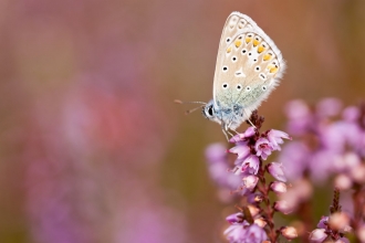 Common blue butterfly {Polyommatus icarus}, resting on flowering heather, Arne (RSPB) Nature Reserve, Dorset, UK. September 2011.