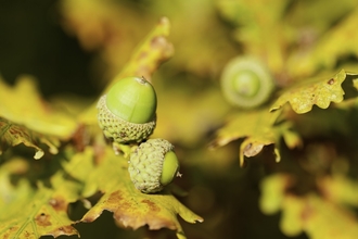 English oak {Quercus robur}, acorns and autumnal foliage. Arne (RSPB) Nature Reserve, Dorset, UK. September 2011.