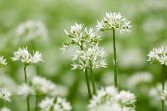 Wild garlic/Ramsons {Allium ursinum} in flower, woodland, Cornwall, UK. May 2012.