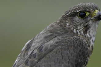 Female Merlin on perch bringing prey (Meadow Pipit chick) to it's own young at nest site in Sutherland, Scotland