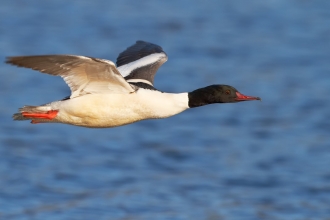 Gooseander