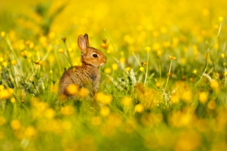 Rabbit in buttercups