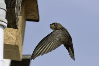A Common swift flying to a nest box attached to the eaves of a cottage with its throat pouch bulging with insects it has caught to feed its chicks, 