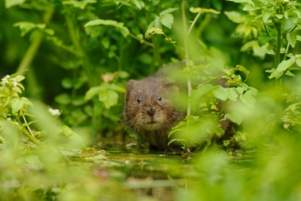 Water Vole (Arvicola amphibius), Kent, UK