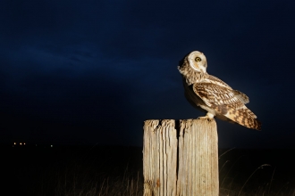 Short-eared owl (Asio flammeus) perched in conservation margin at edge of arable crop. Wallasea Wild Coast project, Essex. Camera trap photograph.