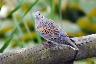 Turtle dove on branch