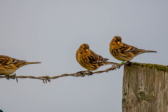 Three twite perch on a wire fence. They're in winter plumage, with bright yellow beaks