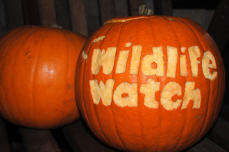 Wildlife Watch pumpkin