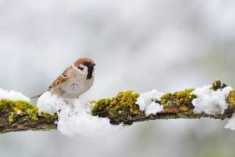Tree sparrow in snow