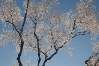 Silver birch (Betula pendula) coated in hoar frost, Creag Meagaidh NNR, Scotland, UK