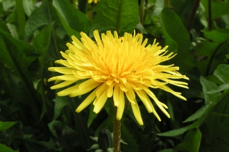 dandelion