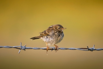 Meadow Pipit (Anthus pratensis), Malham Tarn, Yorkshire Dales National Park
