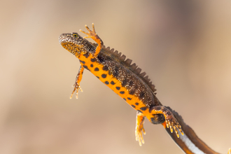 Great crested newt