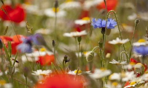 Wildflower Meadow NottsWT