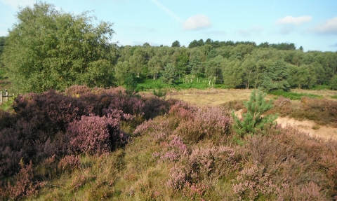 Rainworth Heath Notts WT