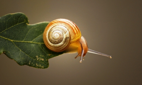 Snail Notts WT cpt Jon Hawkins