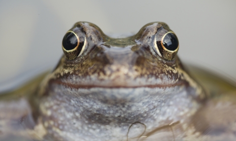 Frog Pond Wildnet wildlifetrusts_40579523912