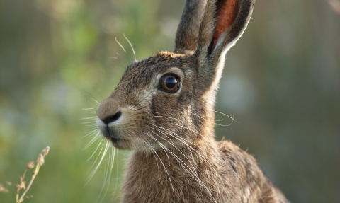 Brown Hare Notts Wt cpt Elliott Neep NeepImages.com (10)