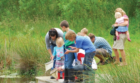 Pond dipping