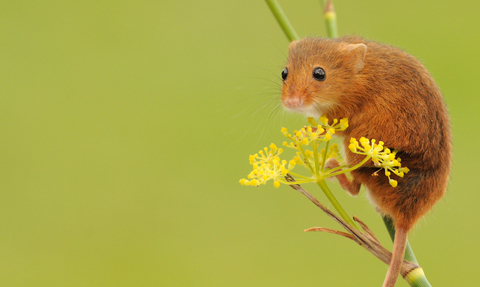 Harvest Mouse