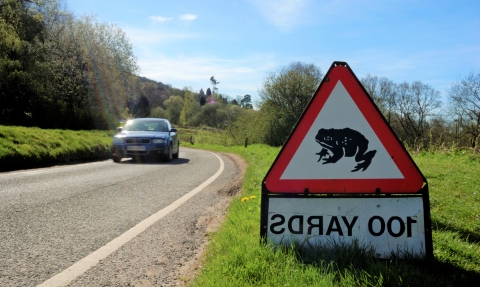 Toad crossing sign and car