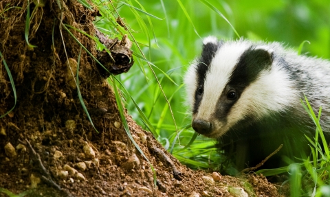 Badger