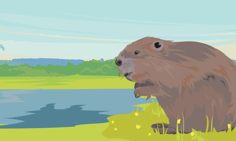 Beaver appeal landscape