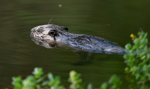 Beaver kit swimming