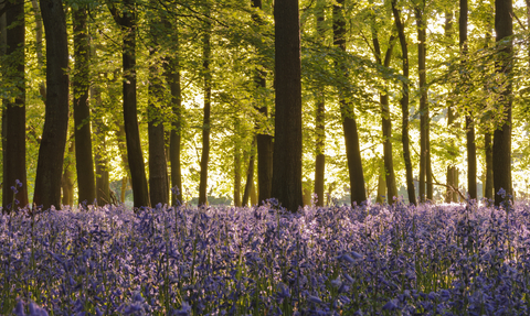 Woodland full of bluebells